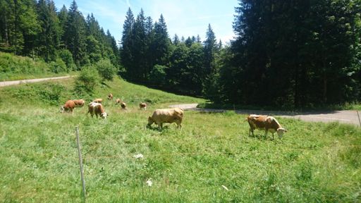 Auffahrt zum Belchen