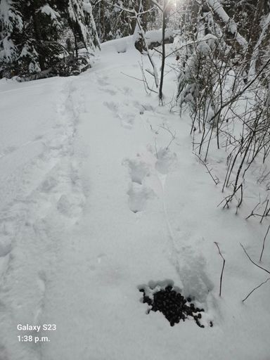 Moose 🫎 poop 💩  and tracks 👣 