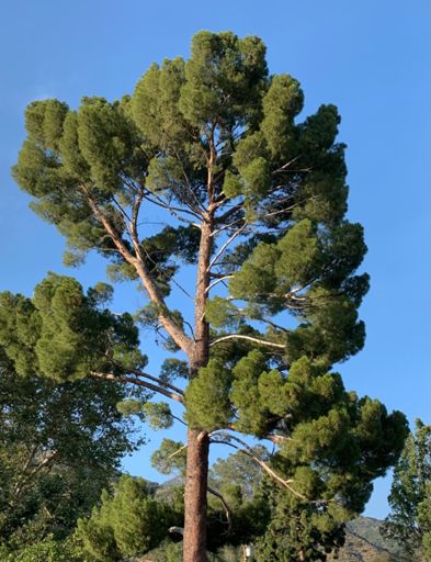 Lovely pine before tye final descent