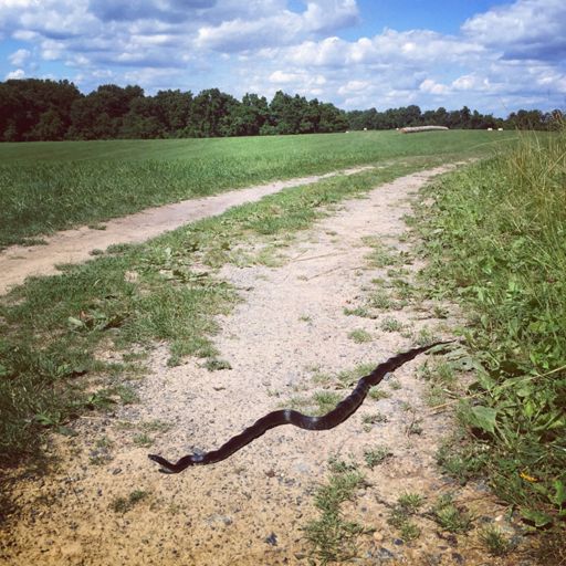 #blacksnakelivesmatter