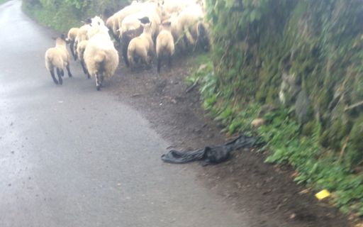 Ushered back into the field