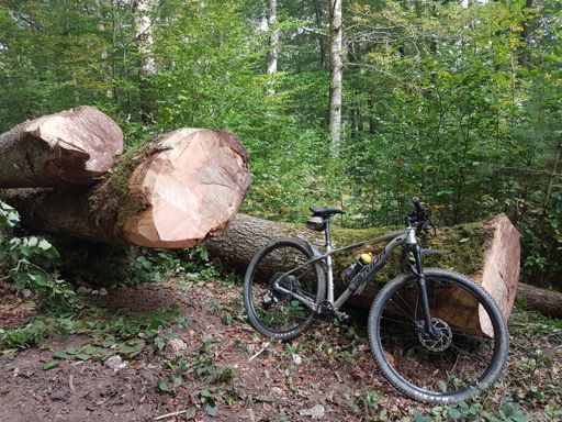 Quand led bûcherons bloquent un sentier, c'est pas avec des buchettes...