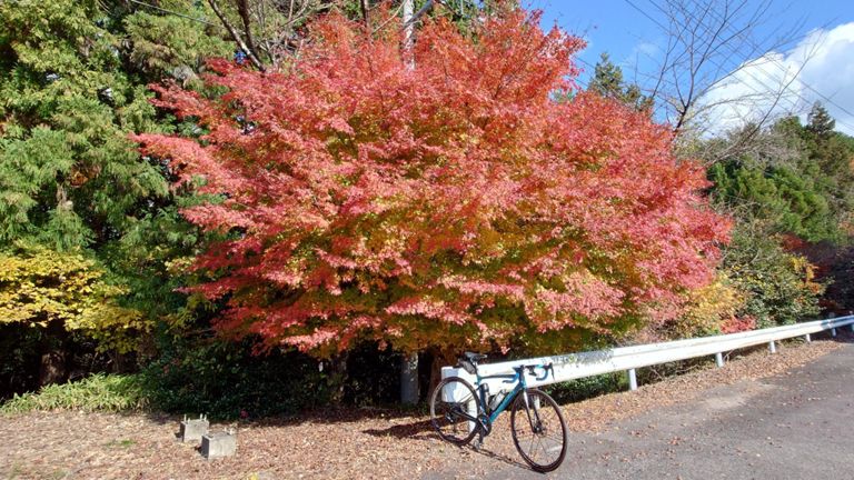 潮南付近は所々で色づいた紅葉が見られました。