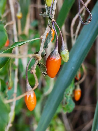 クコの実鈴生り🍅