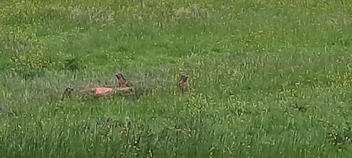 Les fameuses marmottes des Alpes de Ranrupt ! (photo bien pourrie...)