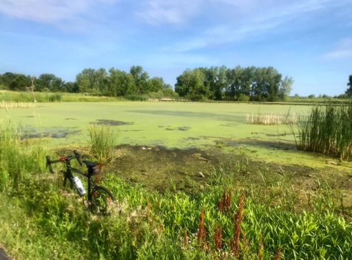 Swamp still looks pretty full