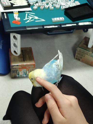 寝不足と腰痛の原因①  家族麻雀🀄️ 台が低いのよ。