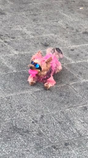 Même le chien il est prêt 💪😜