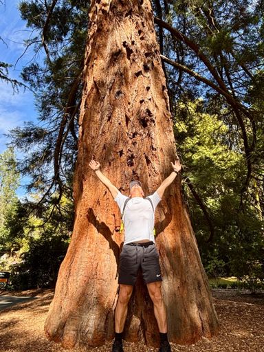 Planted in 1894: Giant Sequoia