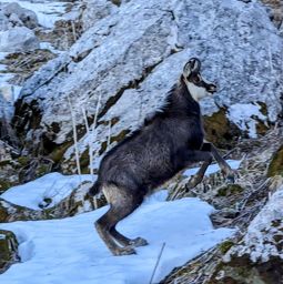 le Grammont, tour réduit 