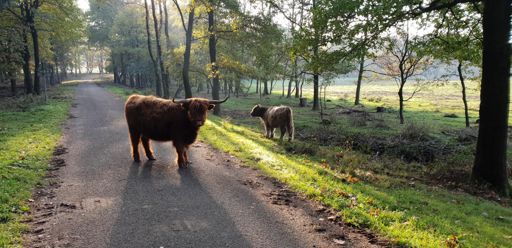 En koeien op de weg..