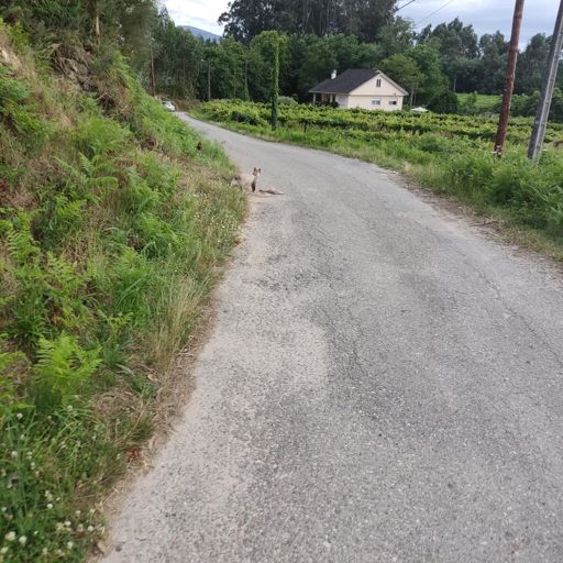 No Mundo das Apostas Ilegais dos Gatos, López Carril omite o meu paso e agarda esperanzado a aproximación dun vehículo de máis tonelaxe, o que rendirá moitos máis dividendos (se sobrevive). Mal sitio, López Carril, para agardar vehículos con esas características; a verdade é que non se lle vía unha pinta moi espabilada... 