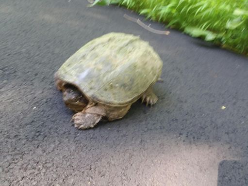Snapper doesn't want his picture taken, getting the stink eye!