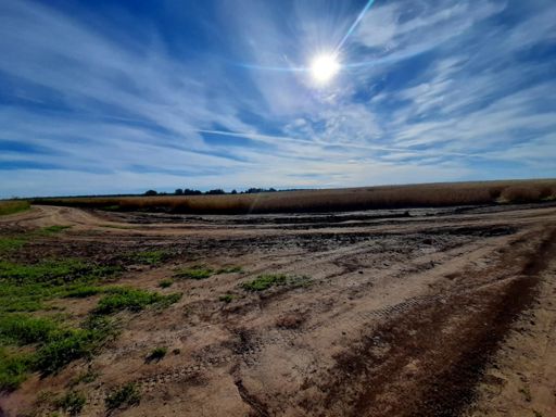 Давно я не встречал таких полей с пшеницей