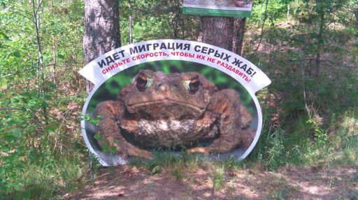 А вот жаб то я и не видел. Мб поэтому мухи так расплодились?