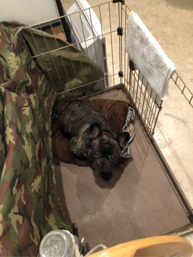 アポロかわいい🤩