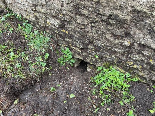 Aménagement créé pour permettre le passage des amphibiens