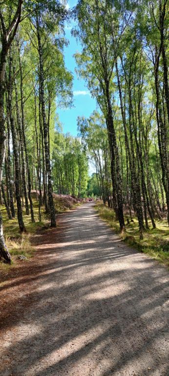 NCN Route 7 follows the Speyside Way in this delightful wood out of Aviemore. This and the next 5 photos - gorgeous. We cycle part of the Speyside Way on Day 40.