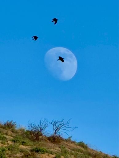 The moon and crows rise above the burn scare of the Sunset of fire. 