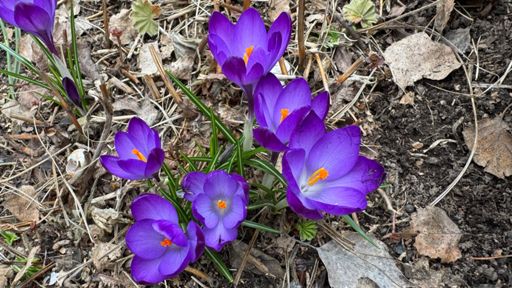 …und auch lilafarbene bunte Hingucker. 🌺