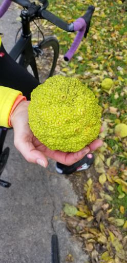 Anyone know what this is?  Google says Osage Orange - inedible fruit.