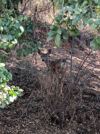 This was actually at the top of Santa Anita. His buddy with some young antlers was just behind the trees.