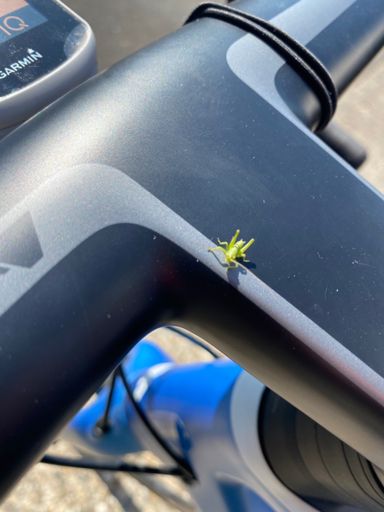 Flip war auch mit dabei 🦗