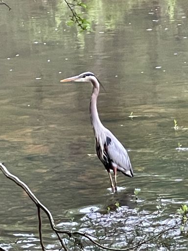 Blue Heron