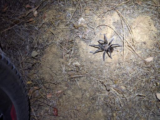 Only tarantula I saw our there (Dutch's trail)