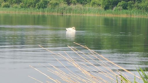 Лебедь на оз. Сялява. На x5 телевик