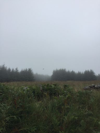 Golden Eagle (probably)