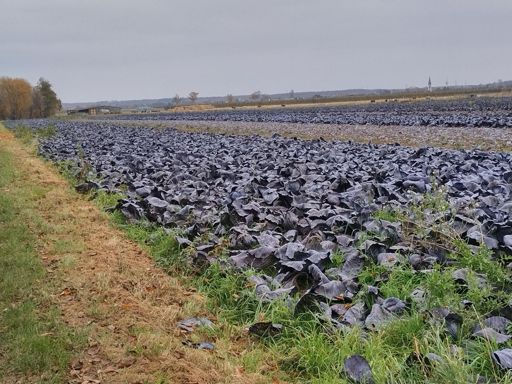 Lecker Rotkohl, ein ganzes Feld!