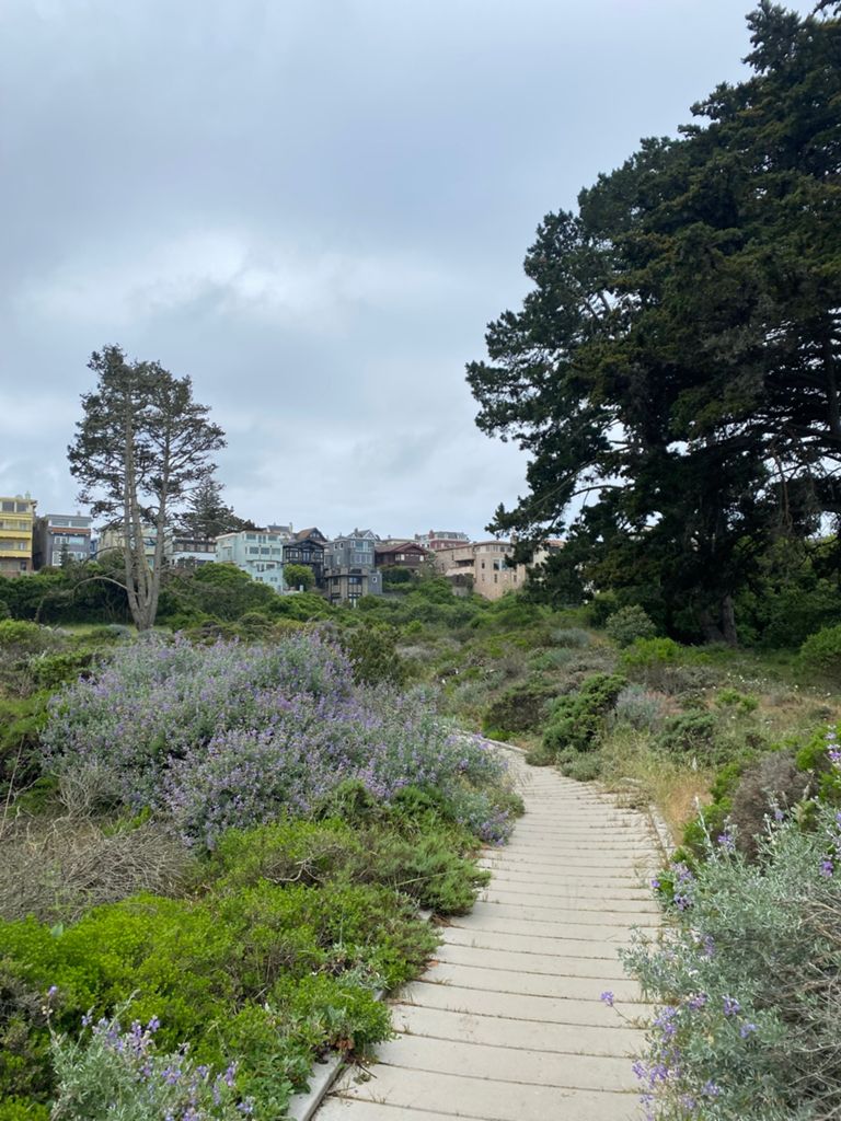 Butterlap (Presidio & Golden Gate Park) photo 53