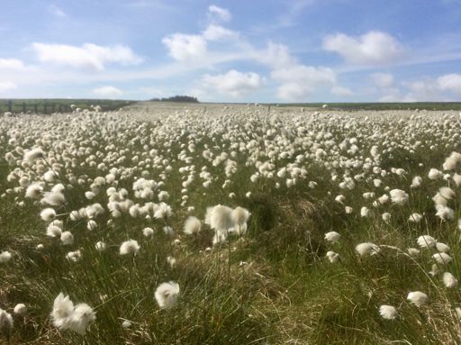 Cottongrass at the top of Elmscleugh