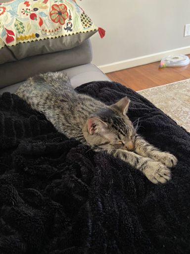 Scrappy showing me how to truly recover after training. 