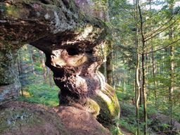 La saison des brimbelles commence ????