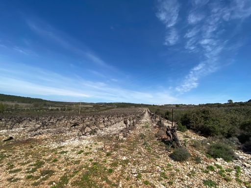 Dans les vignes du château d’assas