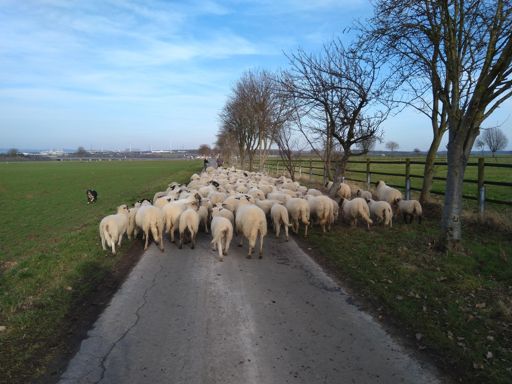 Mobile Straßensperre zwische Wewer und Alfen