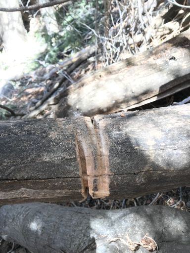 I give up. A sawyer, I'm not.