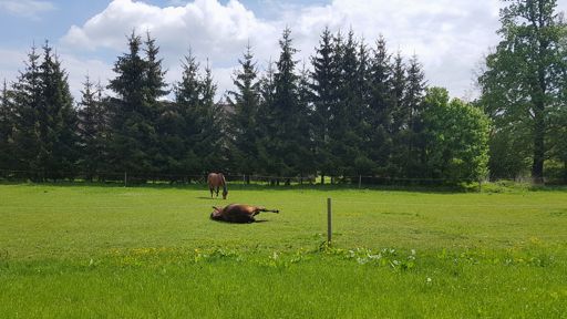 válendo v Žichlínku 🐴 🙂