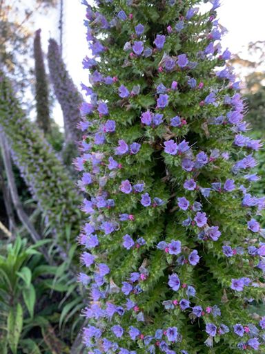 Echium pininana, which originates from the Canary Islands