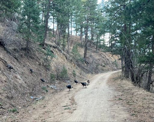 Note the complete absence of Tigers in this picture