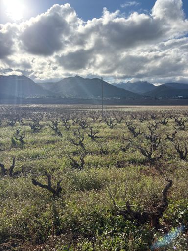 Good looking old vines 🙂🙂 🍷 
