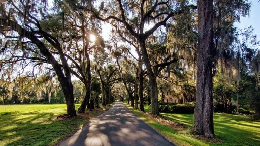 Lady Lake Boulevard has a canopy of oak trees nearly its entire length.