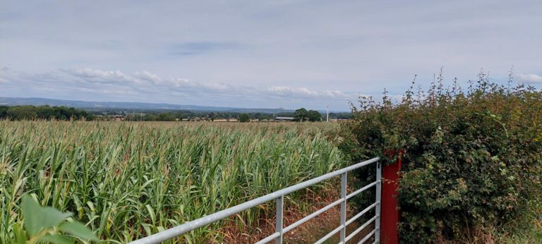 Looking back (north east) from Church Road, Shapwick