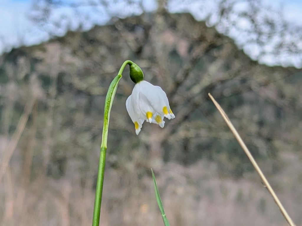 Nivéole de printemps