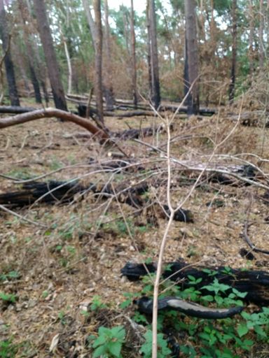 Spuren vom Waldbrand in Süsterseel
