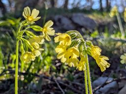 Creux du van, gorges de l’Areuse, retour par le dos d’âne