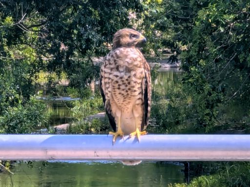Red-shouldered hawk...