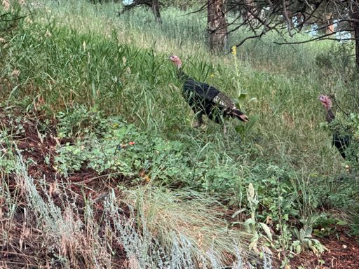 Turkey ass turkeys